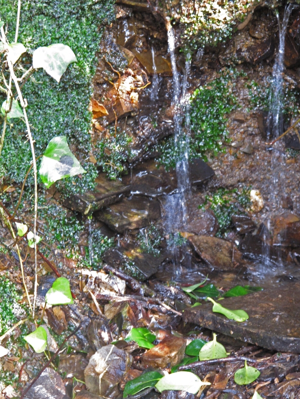 Irrelevant photo: A tiny waterfall. Looking at this, you can almost believe the legends of fairies and little people.