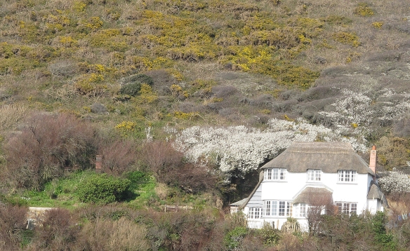 North Cornwall. Thatched cottage.
