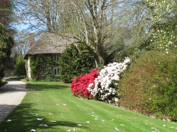 Lanhydrock House, Cornwall, rhododendron, azaleas