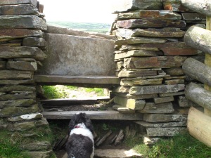 A stile. With a dog. 