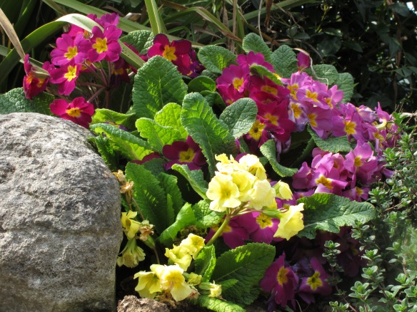 Semi-relevant photo. Primroses, taken in May (they're past their best now). I thought the primrose path might actually have a connection here.