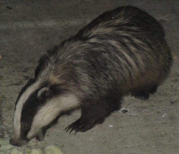 Relevant photo. I couldn't help myself. I had no idea what a badger looked like before I moved here, so I thought I ought to toss one in. This is from Wikimedia, taken by Prosthetic Head, and don't ask me what that means. I'm only repeating what the data says. It's scarier than the badger if you ask me.