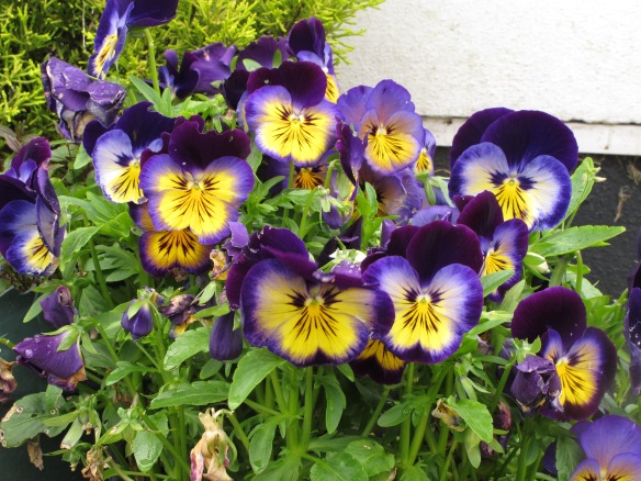 Irrelevant photo: pansies. They bloom all year round here. Having lived in Minnesota, I'm still knocked out by that.