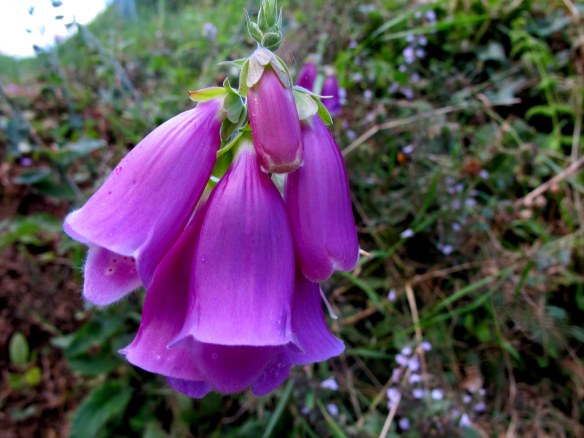 Irrelevant, and by now out of season, photo: foxgloves.