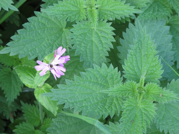Irrelevant photo: Red campion (which is actually pink) surrounded by nettle leaves.