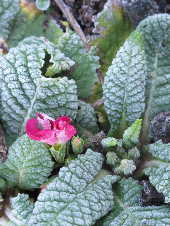 Irrelevant photo: a primrose in bloom on a frosty morning. 