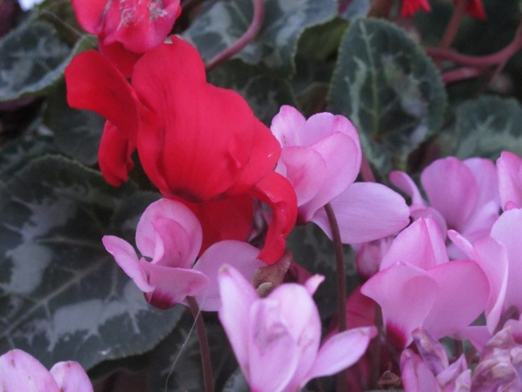 Marginally relevant photo: These are cyclamen, which bloom in the winter. 